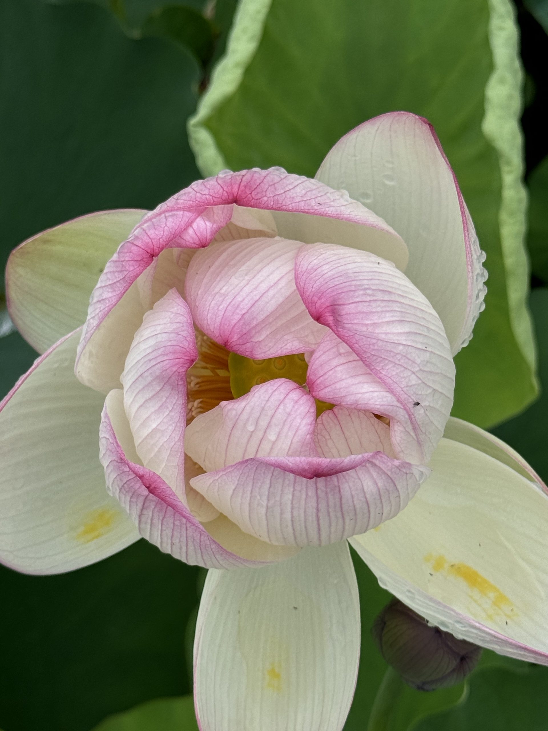 Padwerk En Hypnotherapie Padwerk En Hypnotherapie